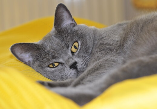 Katzen? unvermeidlich!