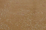 DSC1306