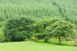 DSC 2010